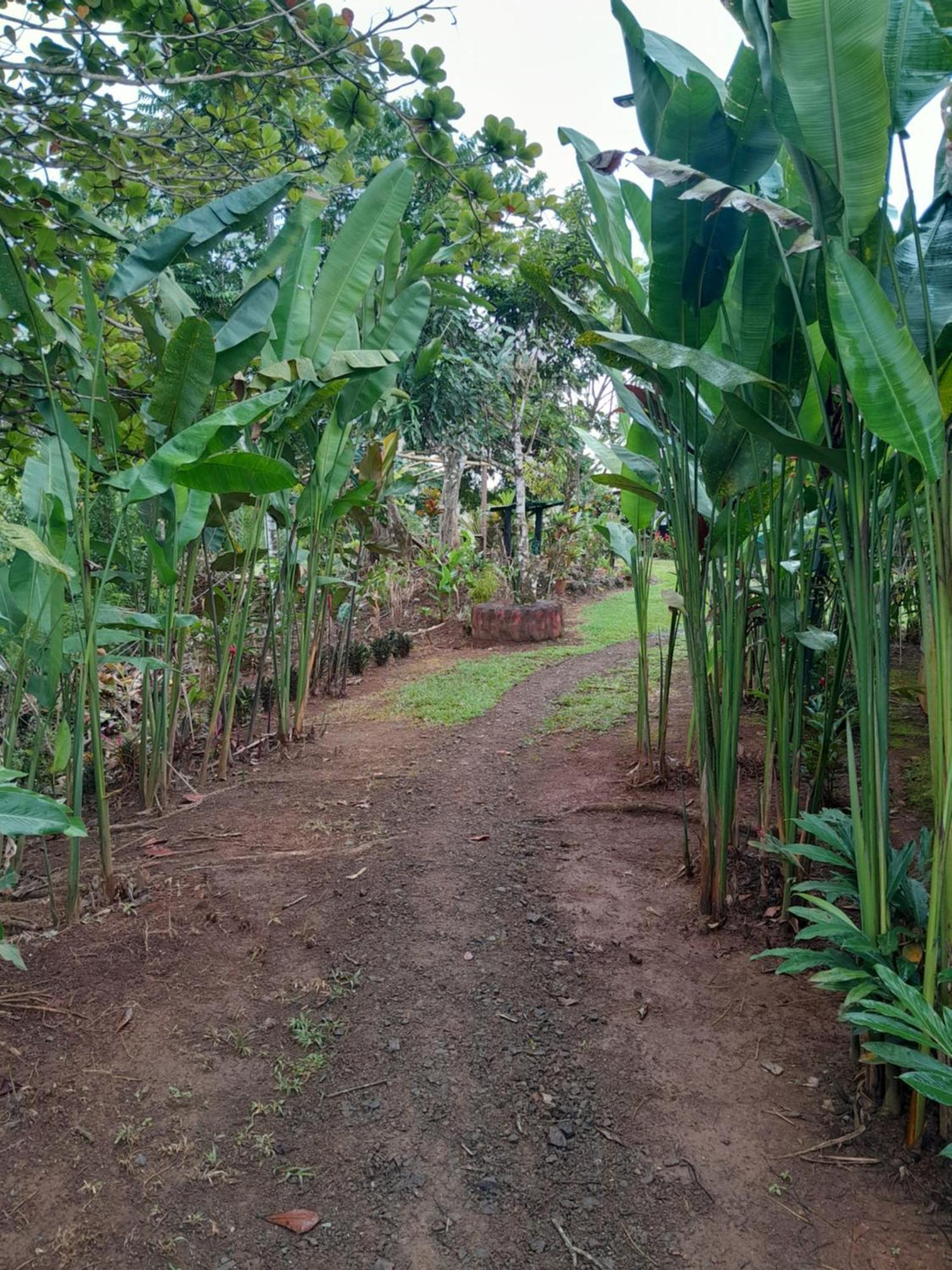 Finca La Puesta Del Sol - Miramar De Sierpe Номер фото